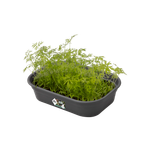 green basics grow tray s living black